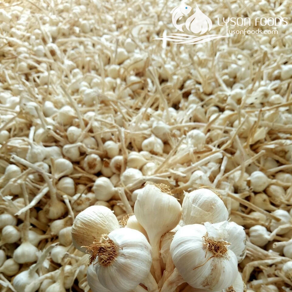 LÝ SƠN FOODS - Hải sản Lý Sơn, hành tỏi Lý Sơn, đặc sản Lý Sơn tại Tp. HCM, tại Hà nội, tại Đà Nẵng