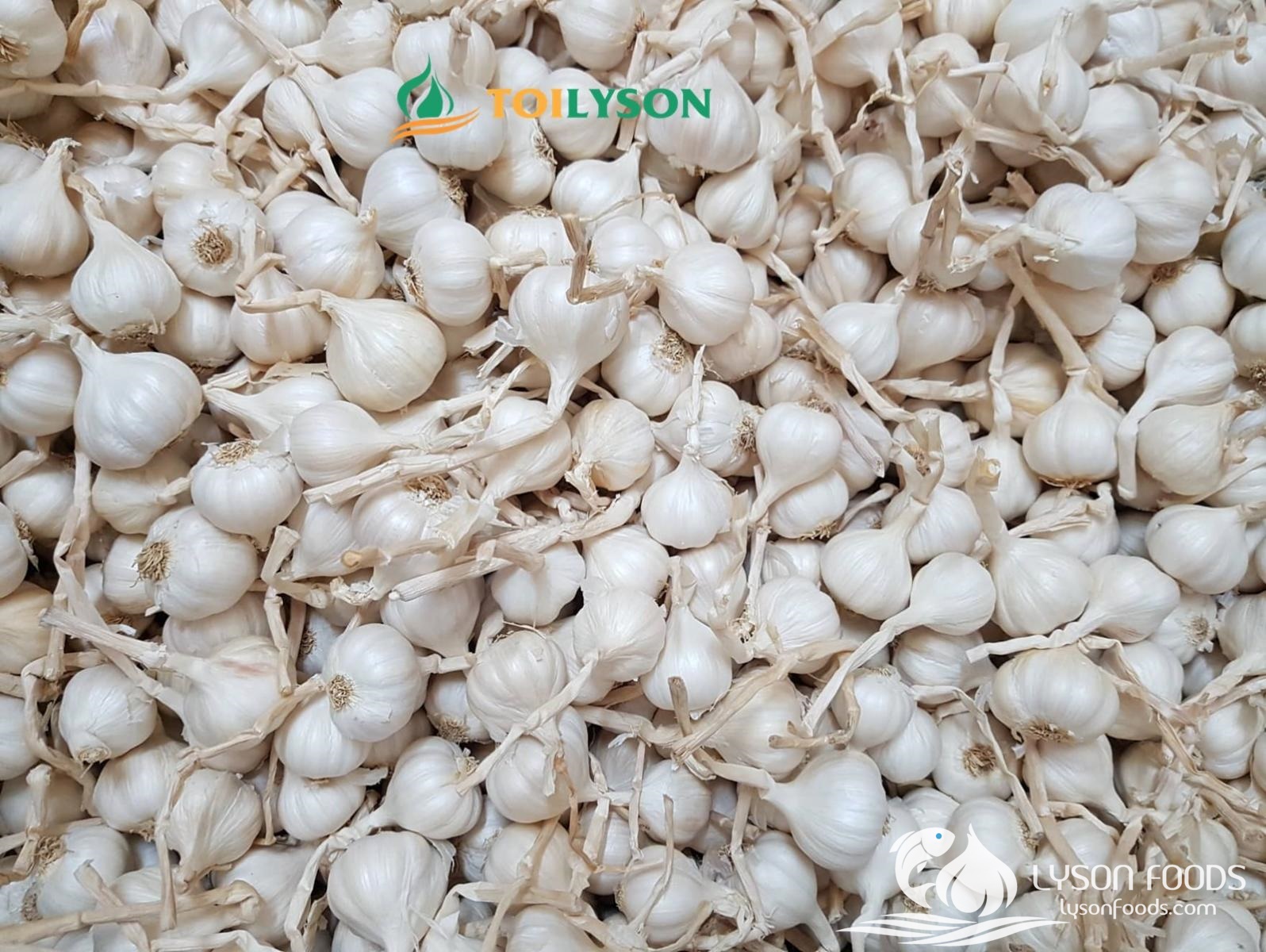 LÝ SƠN FOODS - Hải sản Lý Sơn, hành tỏi Lý Sơn, đặc sản Lý Sơn tại Tp. HCM, tại Hà nội, tại Đà Nẵng