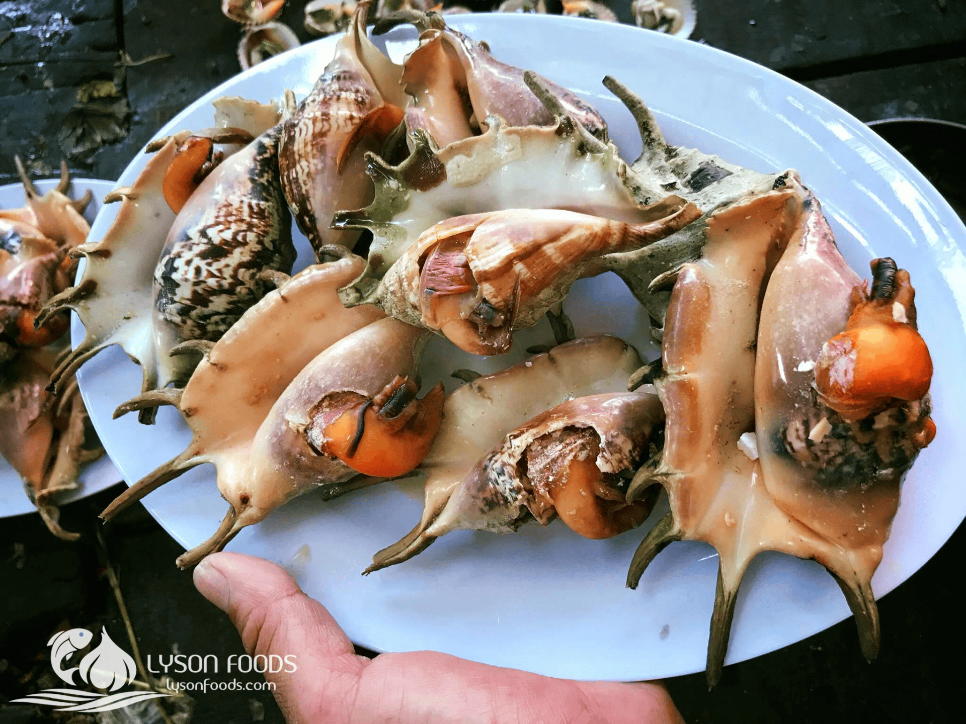 LÝ SƠN FOODS - Hải sản Lý Sơn, hành tỏi Lý Sơn, đặc sản Lý Sơn tại Tp. HCM, tại Hà nội, tại Đà Nẵng