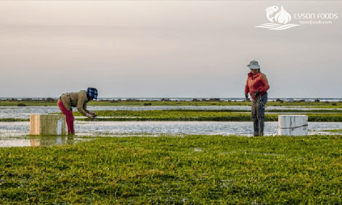 LÝ SƠN FOODS - Hải sản Lý Sơn, hành tỏi Lý Sơn, đặc sản Lý Sơn tại Tp. HCM, tại Hà nội, tại Đà Nẵng