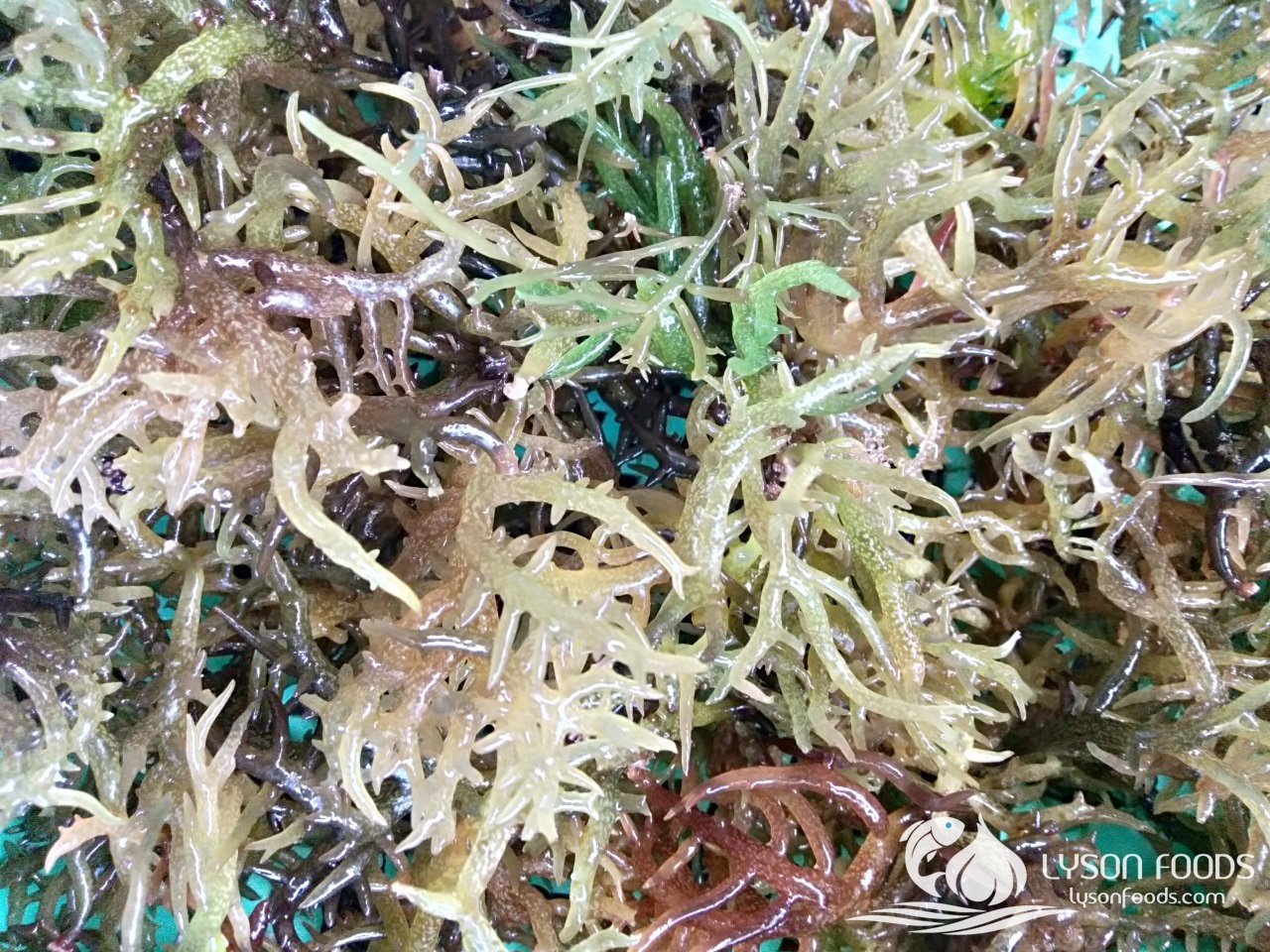 LÝ SƠN FOODS - Hải sản Lý Sơn, hành tỏi Lý Sơn, đặc sản Lý Sơn tại Tp. HCM, tại Hà nội, tại Đà Nẵng