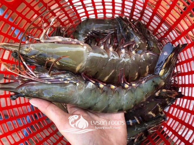 LÝ SƠN FOODS - Hải sản Lý Sơn, hành tỏi Lý Sơn, đặc sản Lý Sơn tại Tp. HCM, tại Hà nội, tại Đà Nẵng