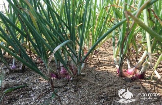 LÝ SƠN FOODS - Hải sản Lý Sơn, hành tỏi Lý Sơn, đặc sản Lý Sơn tại Tp. HCM, tại Hà nội, tại Đà Nẵng