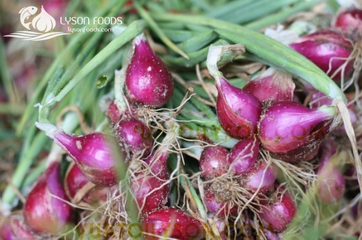 LÝ SƠN FOODS - Hải sản Lý Sơn, hành tỏi Lý Sơn, đặc sản Lý Sơn tại Tp. HCM, tại Hà nội, tại Đà Nẵng