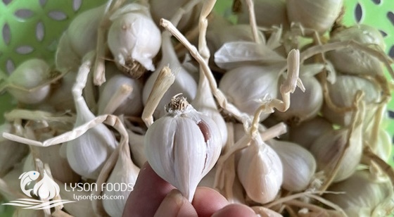 LÝ SƠN FOODS - Hải sản Lý Sơn, hành tỏi Lý Sơn, đặc sản Lý Sơn tại Tp. HCM, tại Hà nội, tại Đà Nẵng