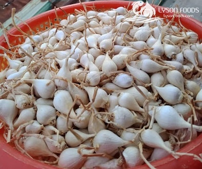 LÝ SƠN FOODS - Hải sản Lý Sơn, hành tỏi Lý Sơn, đặc sản Lý Sơn tại Tp. HCM, tại Hà nội, tại Đà Nẵng