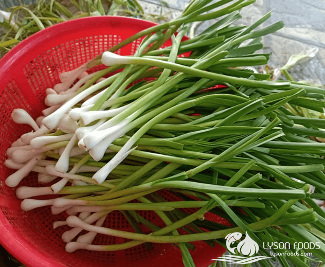 LÝ SƠN FOODS - Hải sản Lý Sơn, hành tỏi Lý Sơn, đặc sản Lý Sơn tại Tp. HCM, tại Hà nội, tại Đà Nẵng