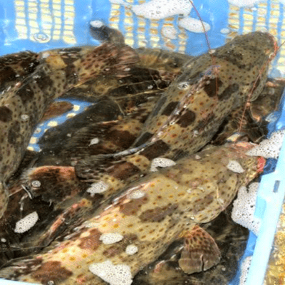 LÝ SƠN FOODS - Hải sản Lý Sơn, hành tỏi Lý Sơn, đặc sản Lý Sơn tại Tp. HCM, tại Hà nội, tại Đà Nẵng