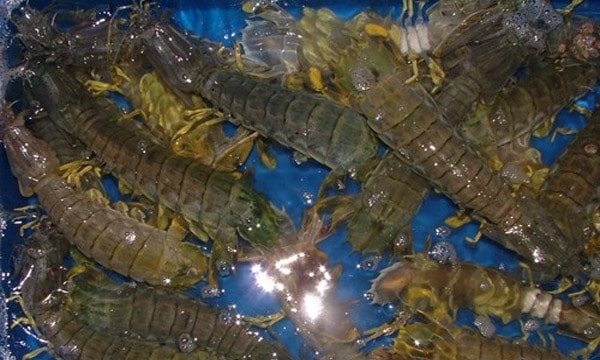 LÝ SƠN FOODS - Hải sản Lý Sơn, hành tỏi Lý Sơn, đặc sản Lý Sơn tại Tp. HCM, tại Hà nội, tại Đà Nẵng