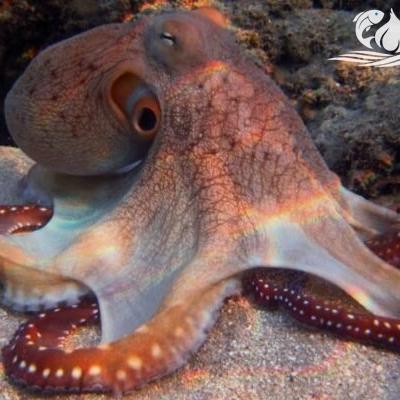 Bạch tuộc Lý Sơn (mực dòi)