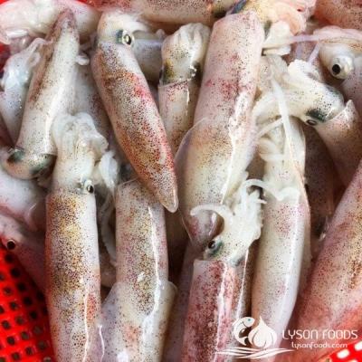 Mực ống Lý Sơn