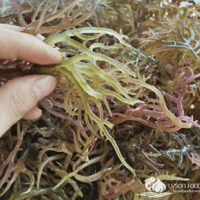 Rong biển cum cúm Lý Sơn