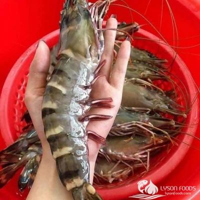 Tôm sú biển Lý Sơn