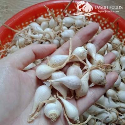 Tỏi cô đơn Lý Sơn - Ly Son Solo Garlic