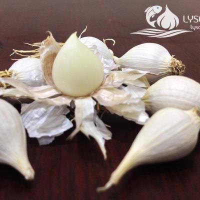 Tỏi cô đơn Lý Sơn, tỏi mồ côi, tỏi 1 nhánh, tỏi 1 tép - Ly Son Solo Garlic