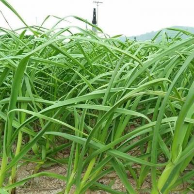 Tỏi non Lý Sơn - Đặc sản huyền thoại của đảo Lý Sơn