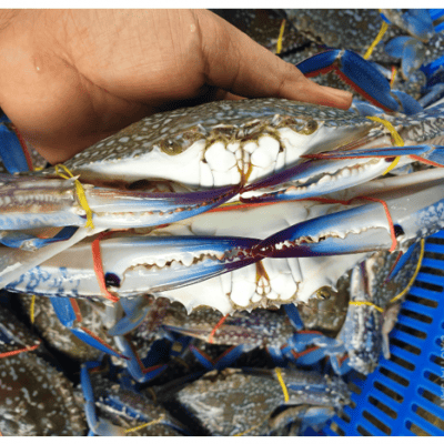 Cua Ghẹ Tươi Sống 2