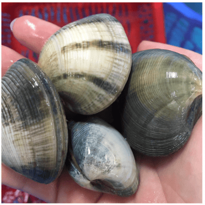 Sò - Thức Ăn Dinh Dưỡng Thiết Yếu 7