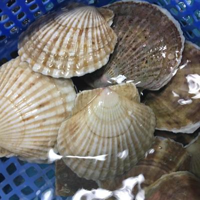 Sò - Thức Ăn Dinh Dưỡng Thiết Yếu 9